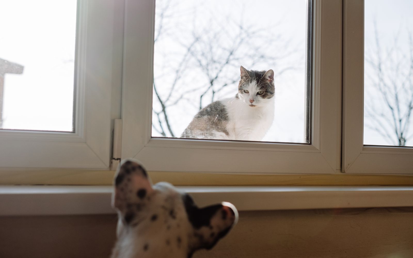 A cat and a dog curiously observe each other through a glass window in Warsaw.